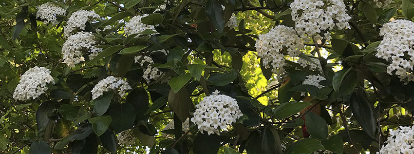 Калина для могил
